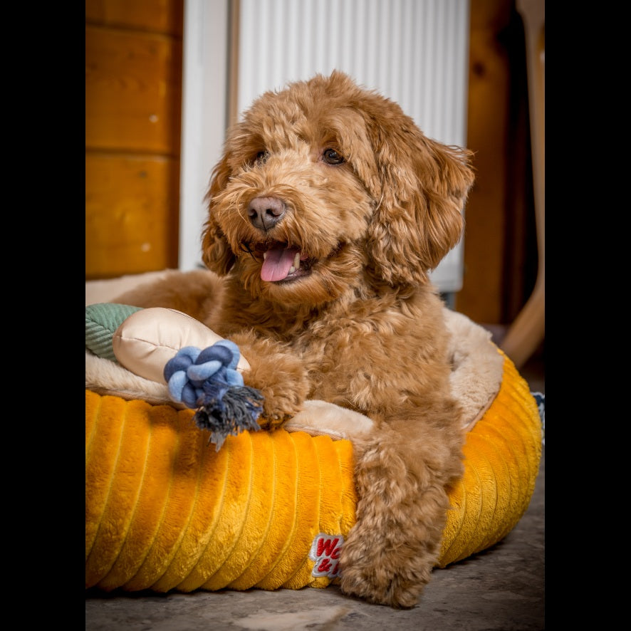 Hond ligt in hondenmand van Woezel en Pip